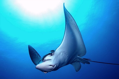 scuba diving in the Maldives with eagle rays