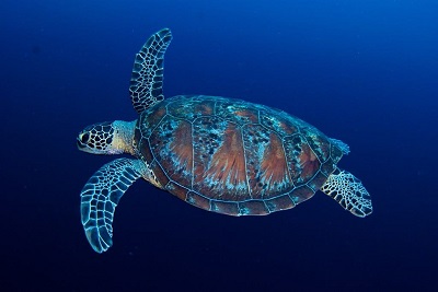 scuba diving in the Maldives with sea turtles